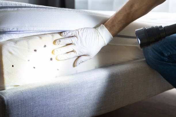 Best Wasp Removal Services  in Rochester, IL