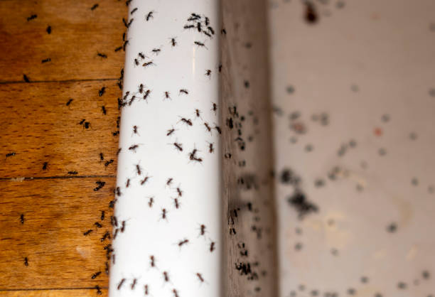 Flea Control Services in Rochester, IL