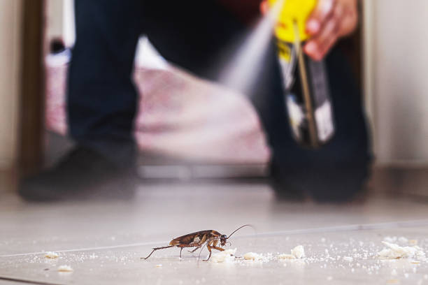 Best Pest Control Near Me  in Rochester, IL