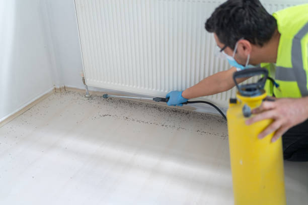 Best Termite Control Services  in Rochester, IL